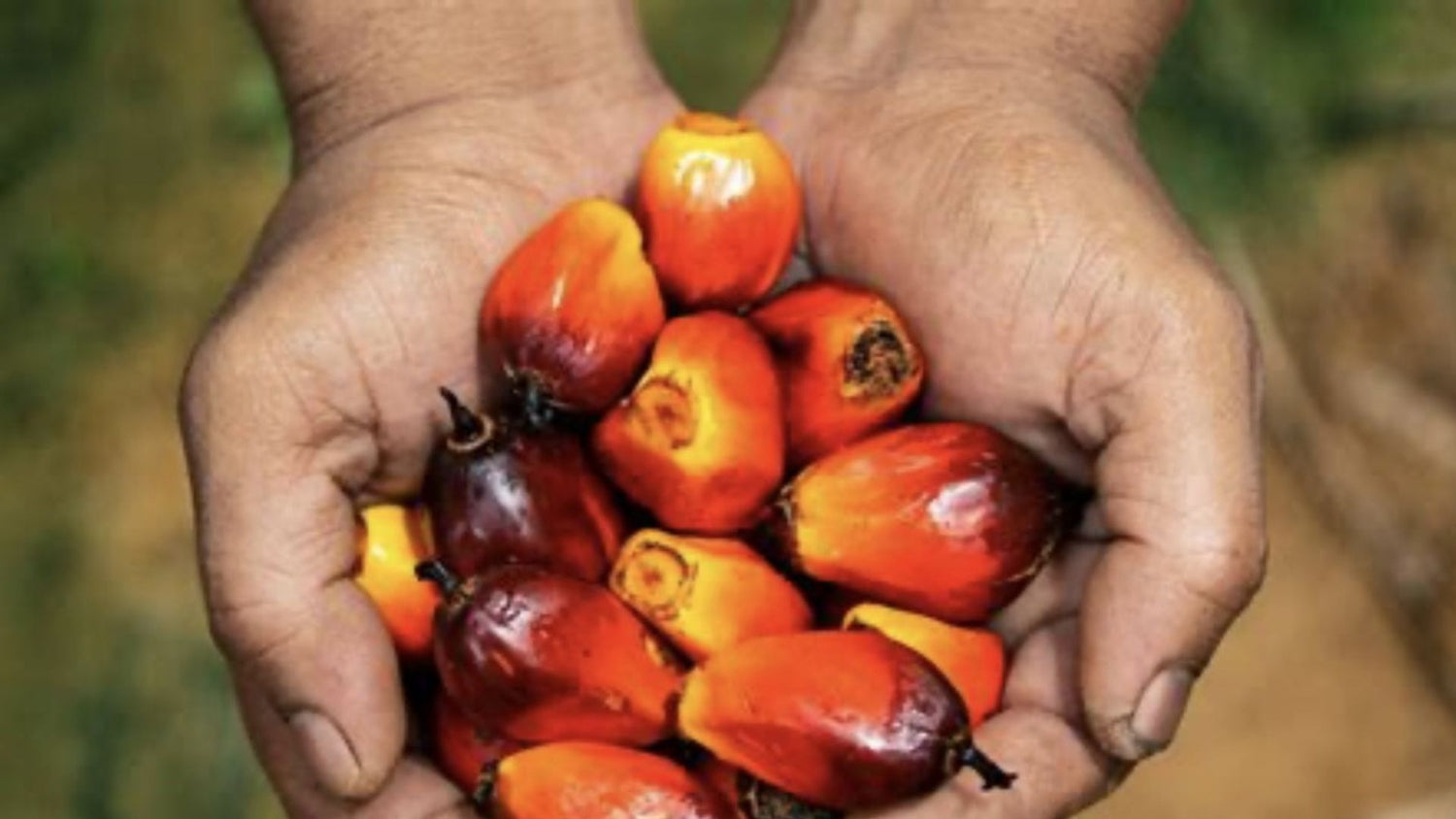 What Is Palm Oil & How Is It Sourced: Controversial Skincare Ingredient